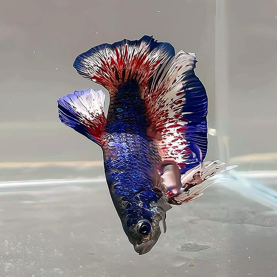 艺水族鱼坊