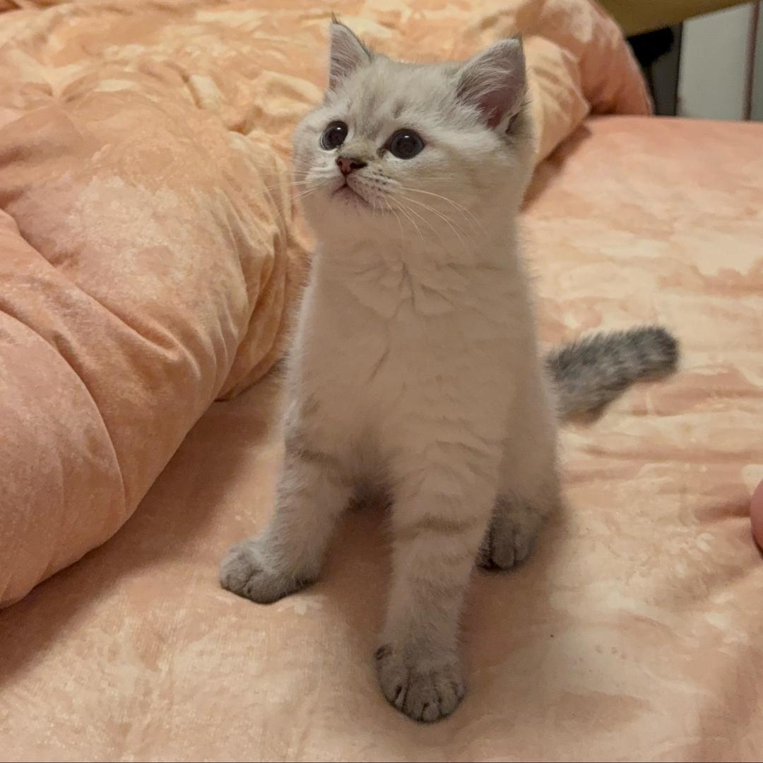 小满的铲屎官🐈