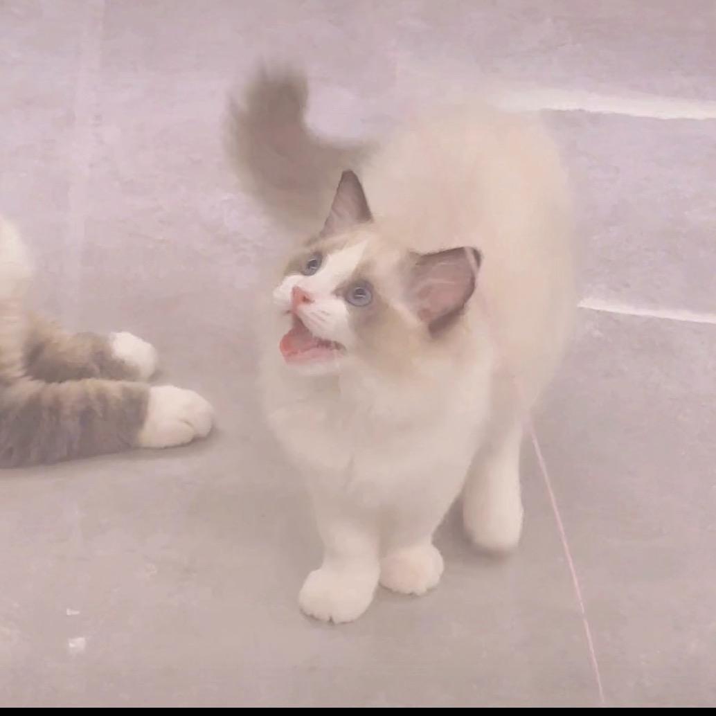 是猫猫亚