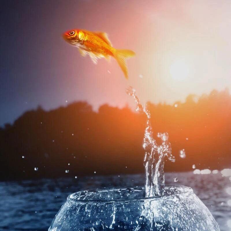 临泉 千羽话事人 阿Su