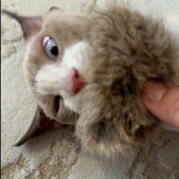 喵食光宠物用品