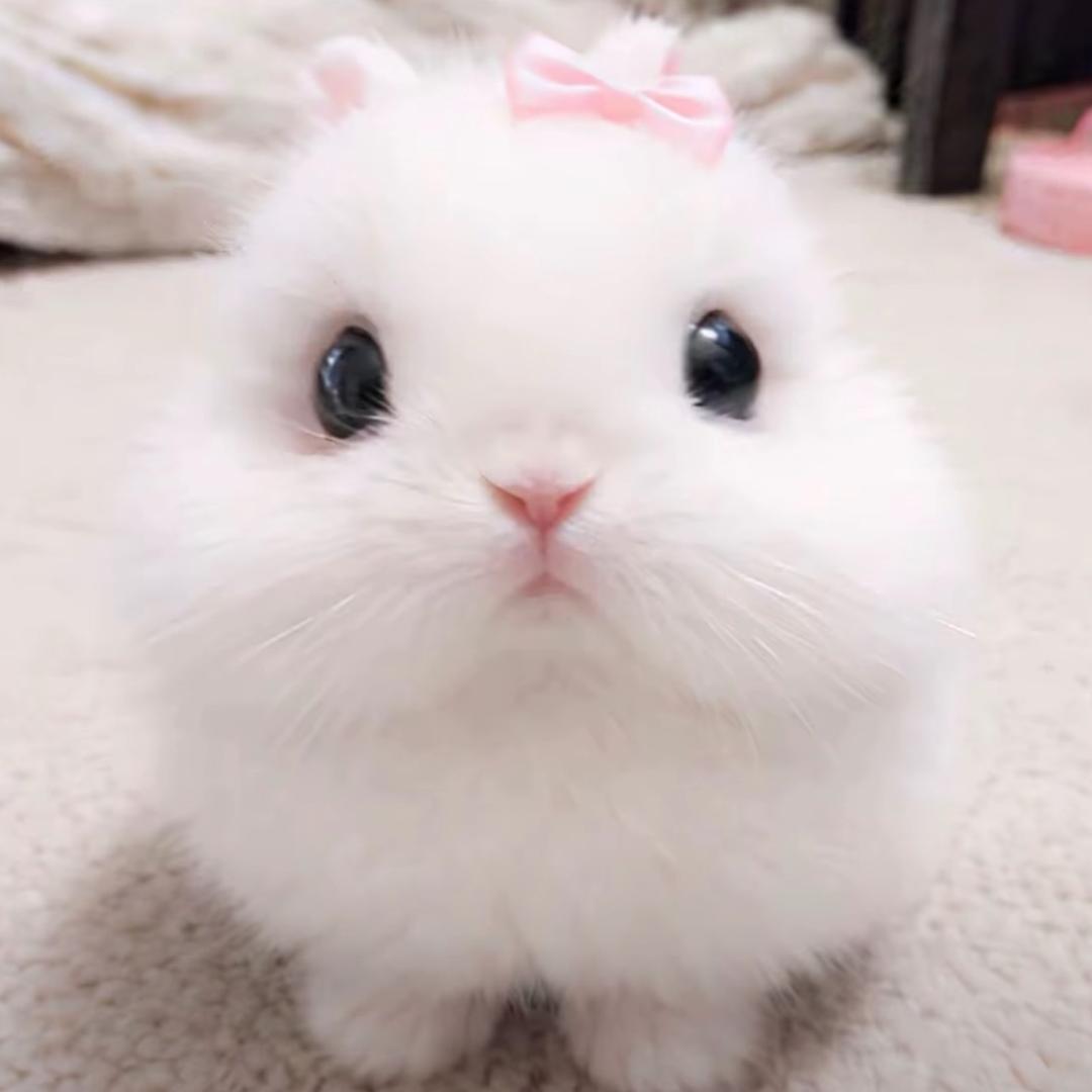 天城集团的龙灵头像