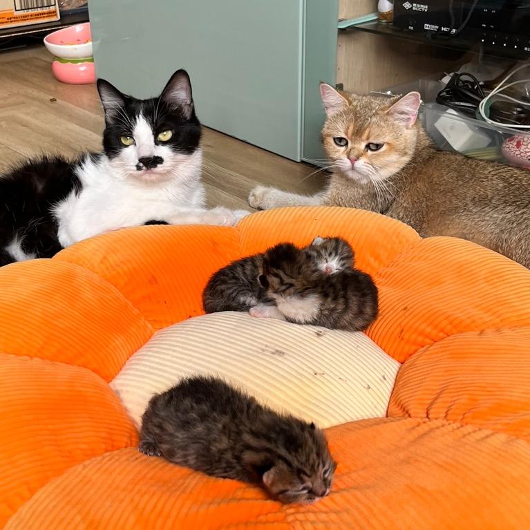 猫主儿