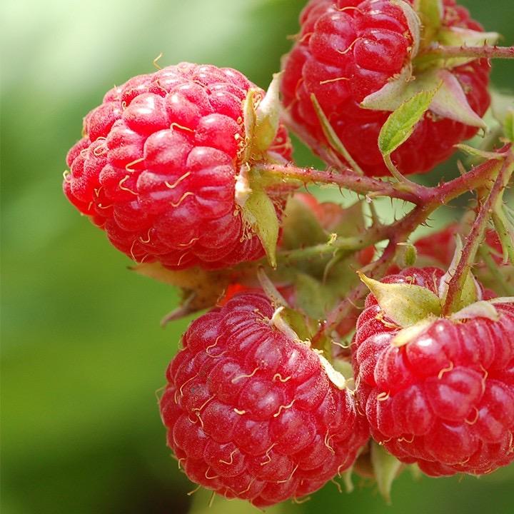 好多莓树莓基地