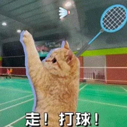 ✨猫总