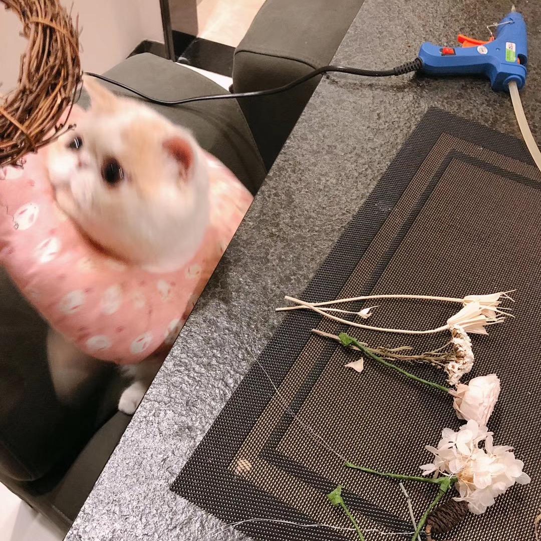 昭华.