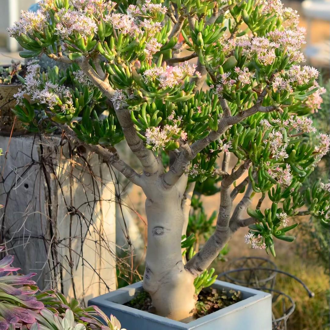 花儿朵朵园艺花卉