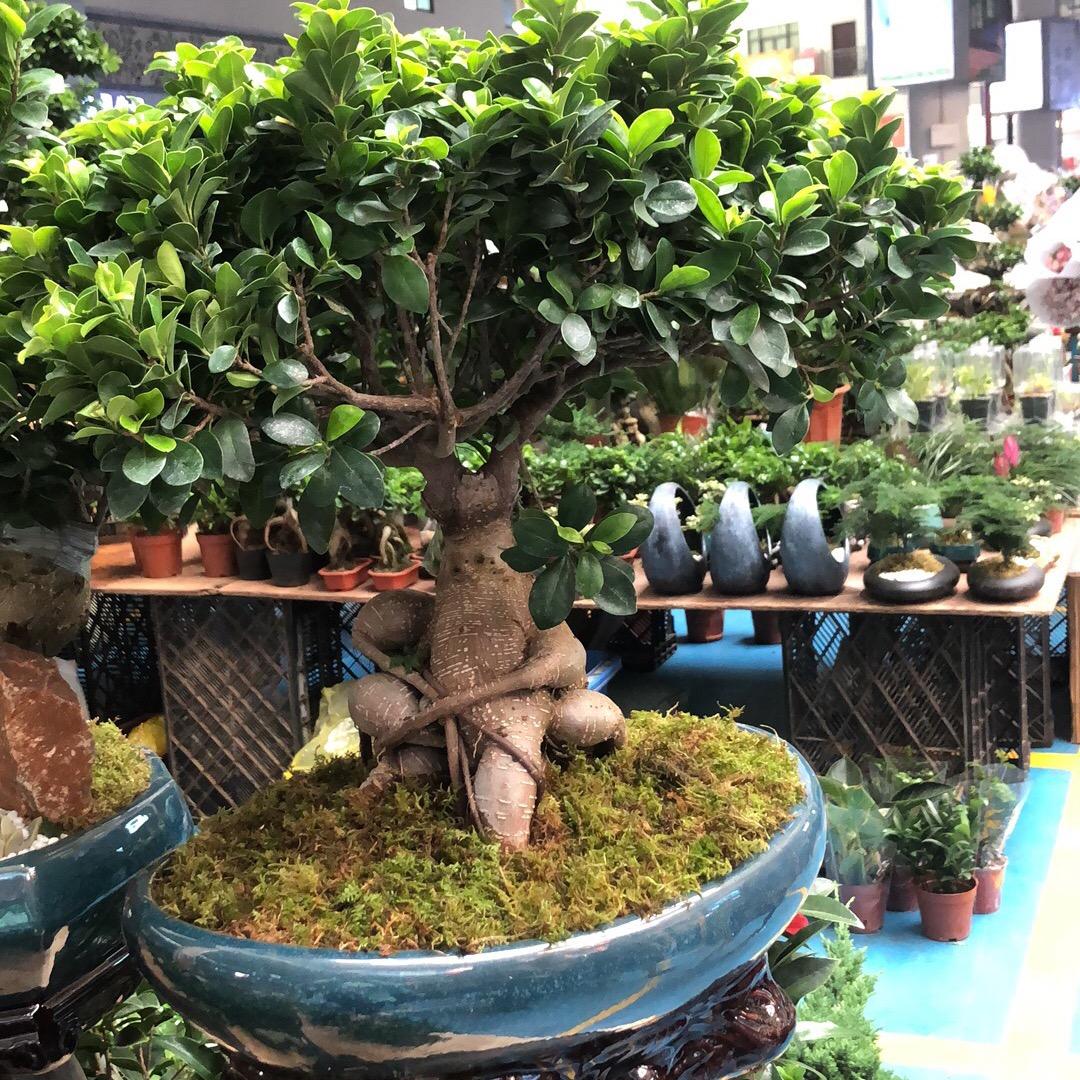 水仙花头像