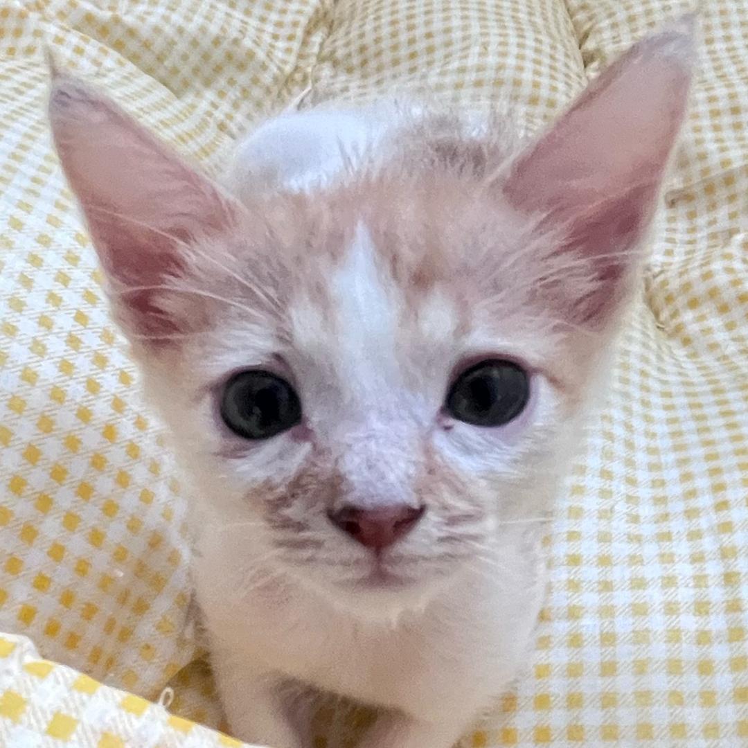 星星≽^•༚• ྀི≼