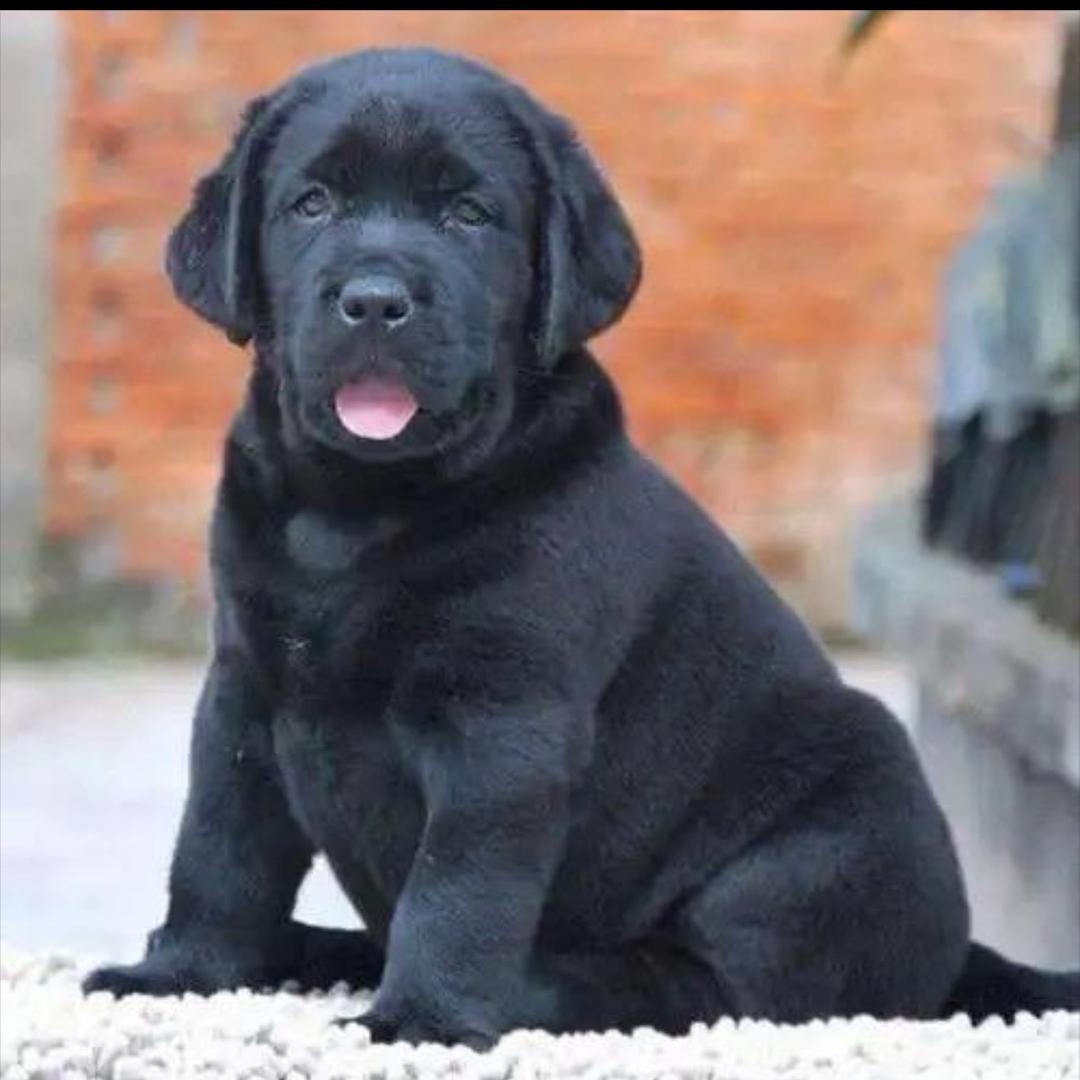 拉布拉多  金毛