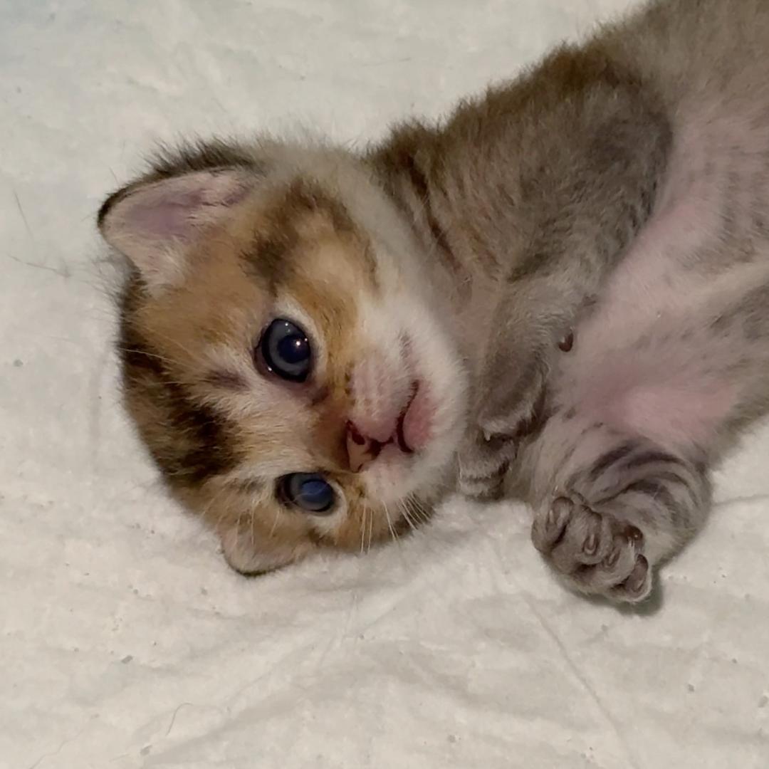 申小豹是只喵🐱