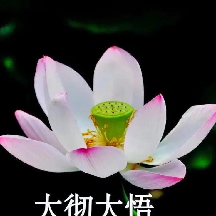 青青草原美咩咩