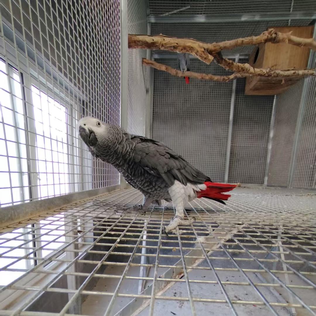 辽阳鸿运鹦鹉
