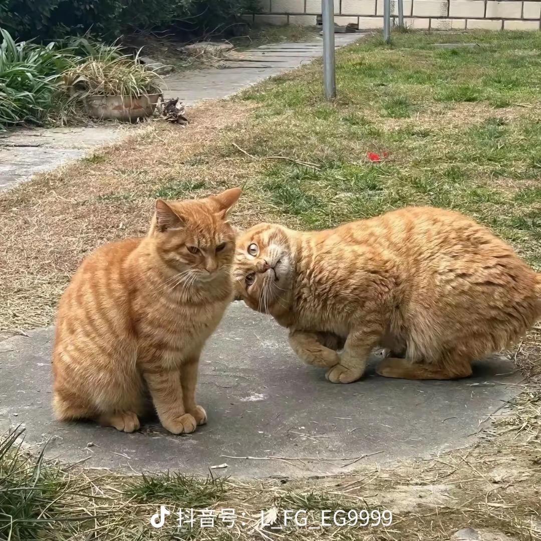 蛐蛐🦗