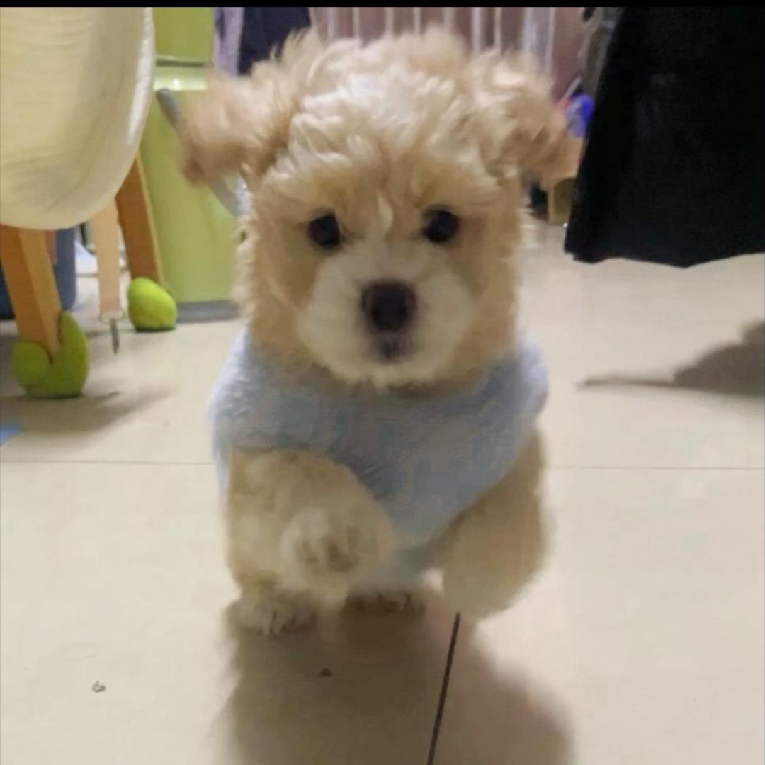 W派大星