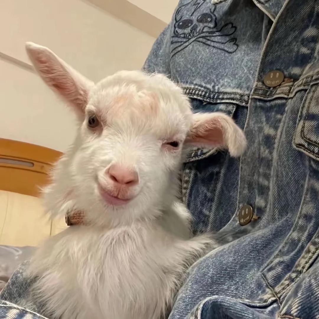 懒洋洋🐑