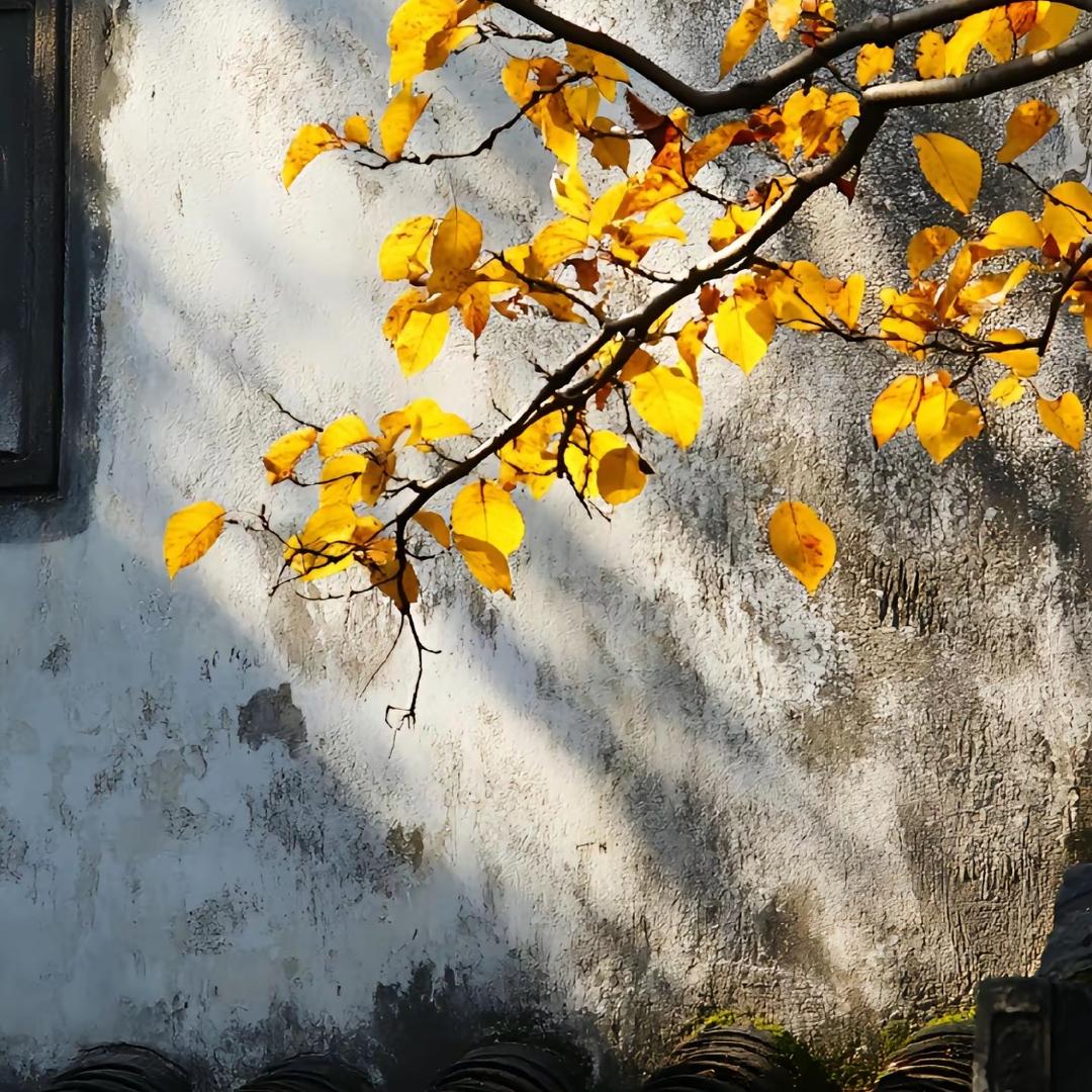 葡萄嫩芽🌱