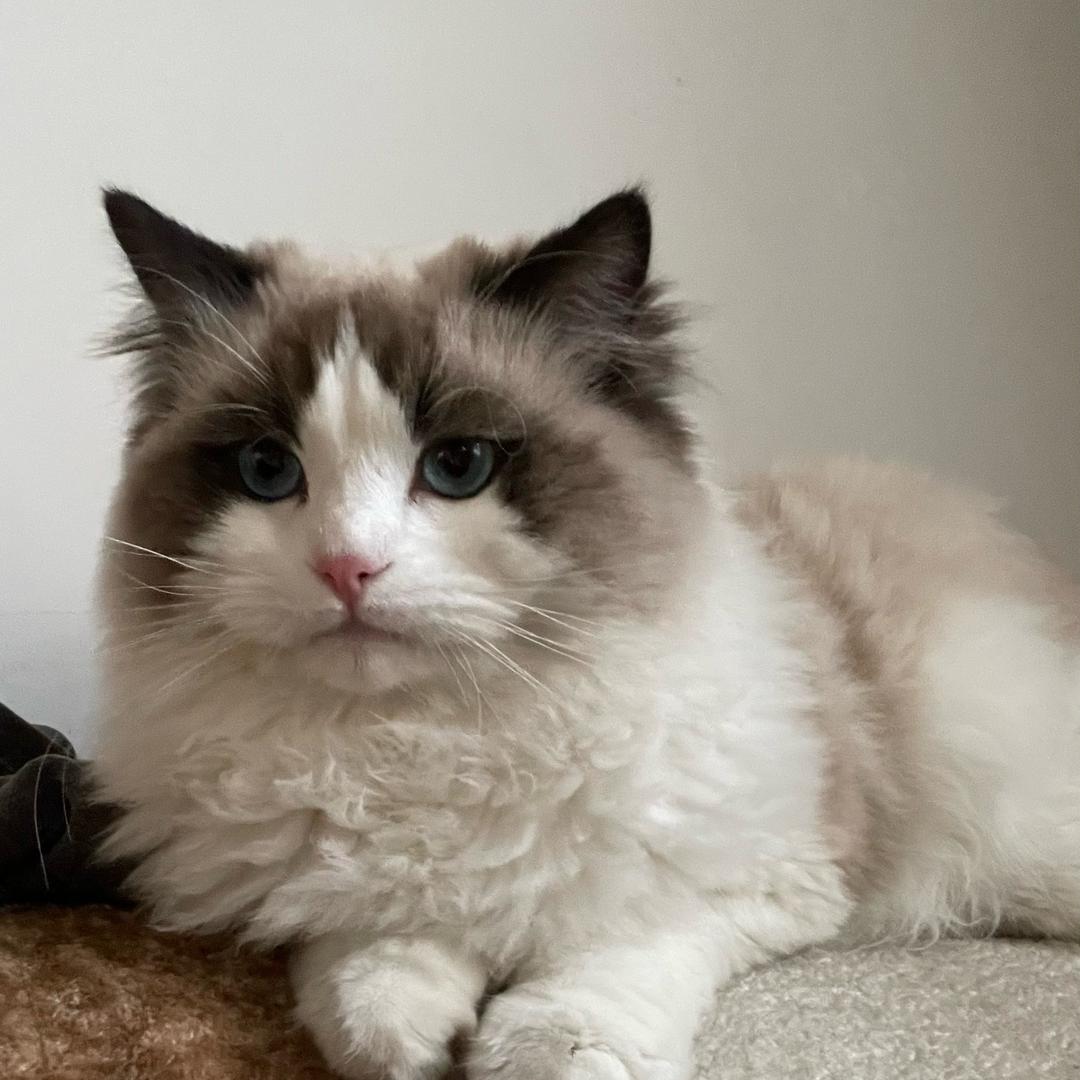 一只叫money的布偶猫