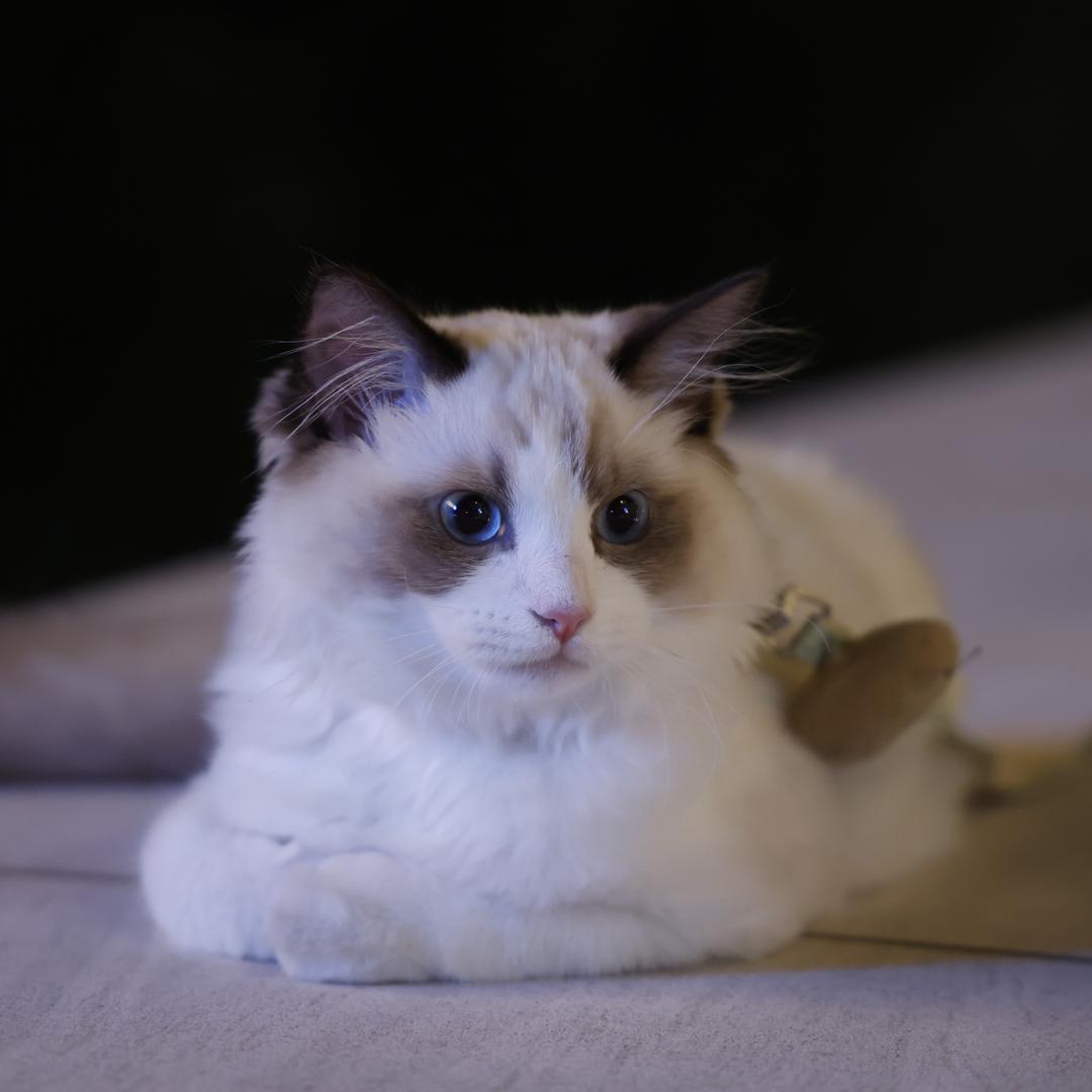 布偶猫🐈，小九