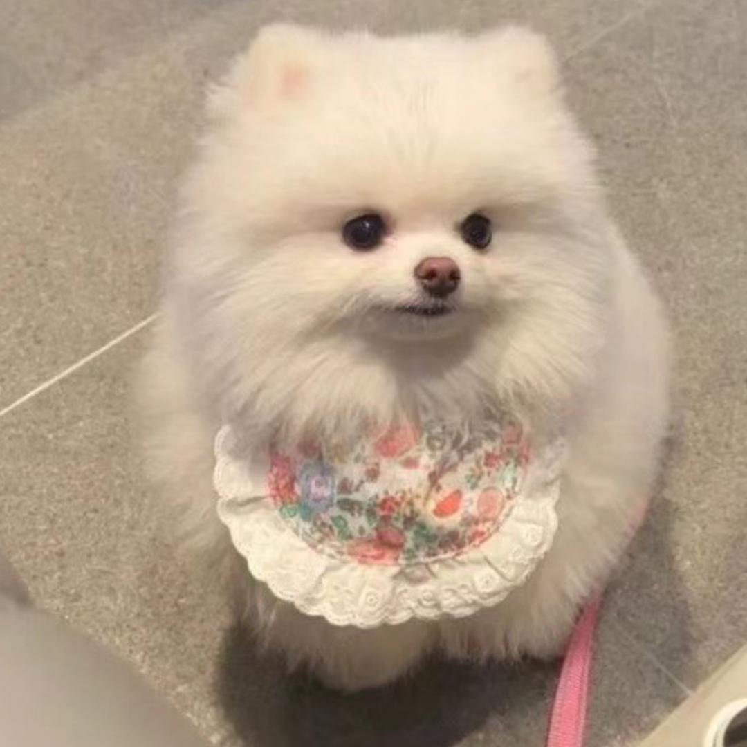 >ᴗo