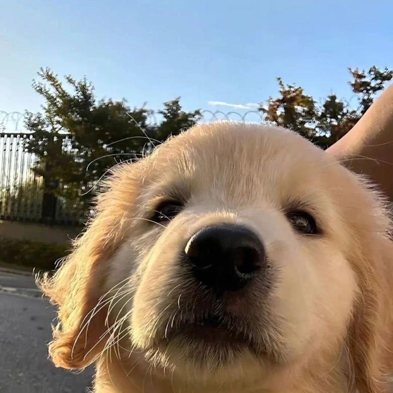 元气少女林品如