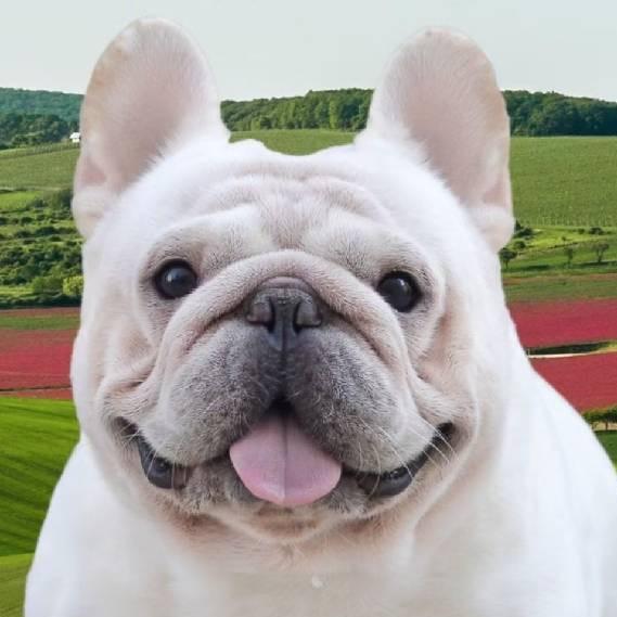 养法国斗牛犬的两口子