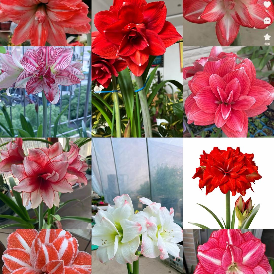 楠楠爱养花🌸（连赞拉黑）