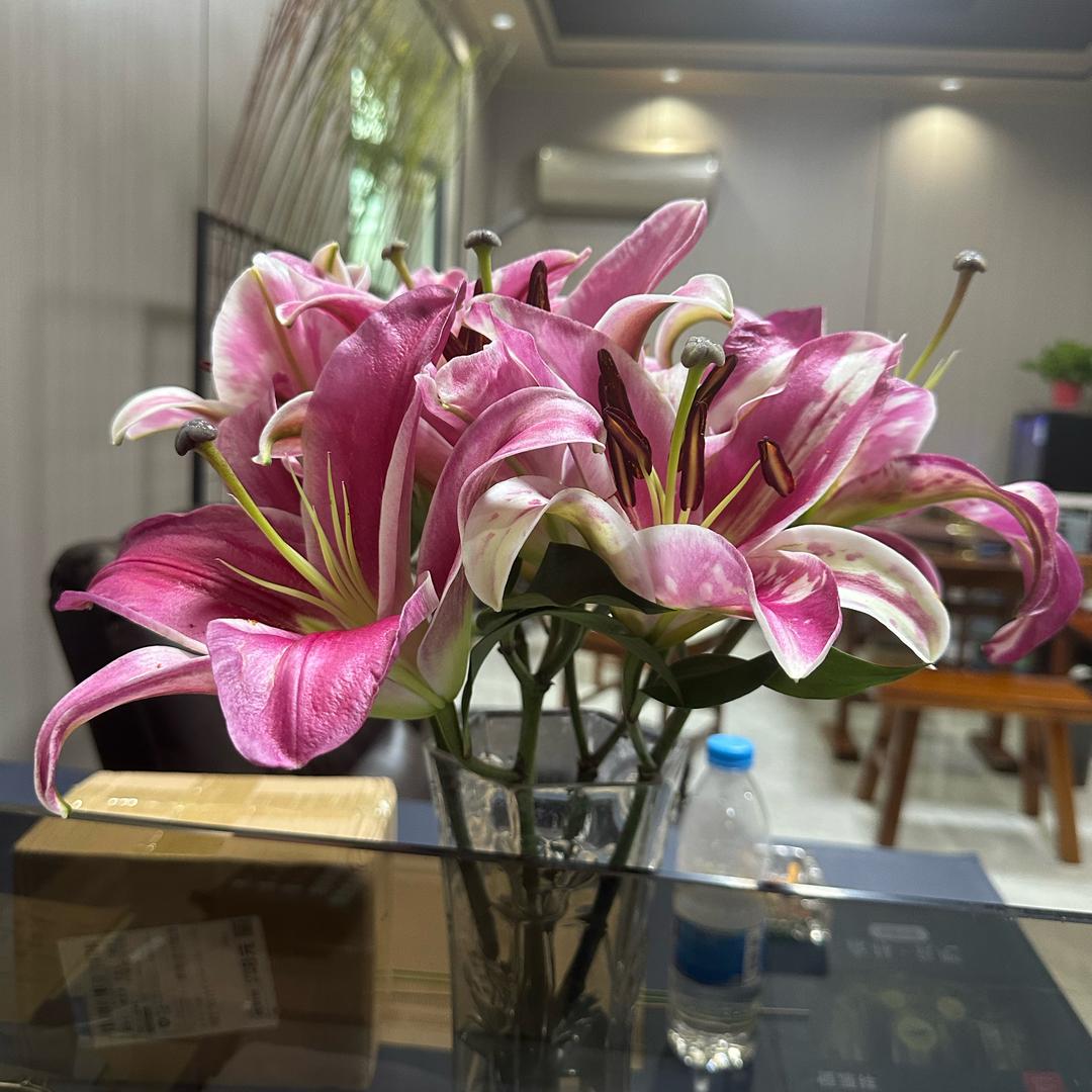 天津枝杆生产厂家🌸MISS 张🌸