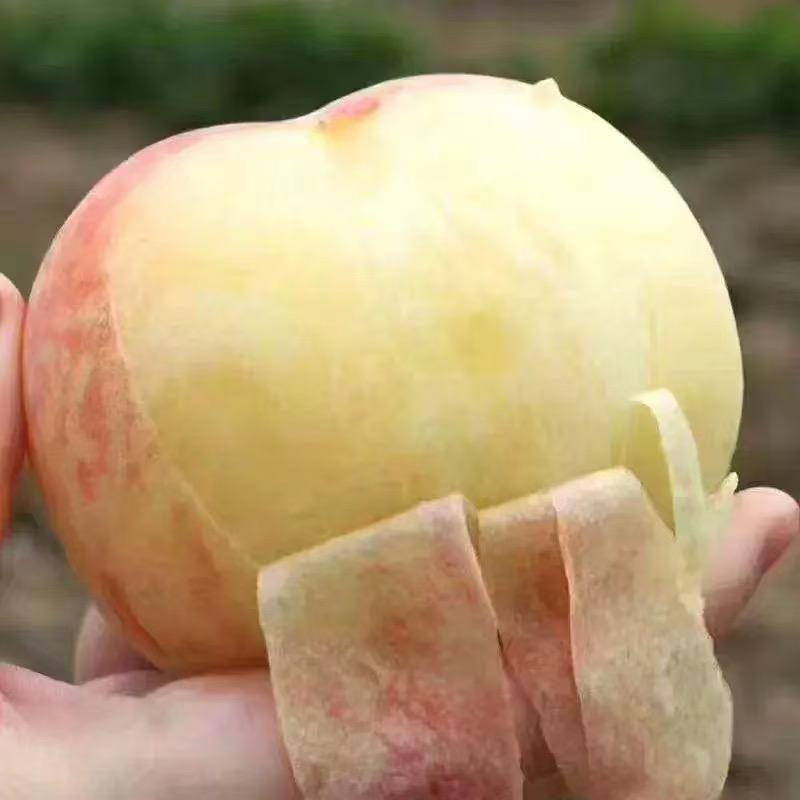 张家港凤凰镇水蜜桃