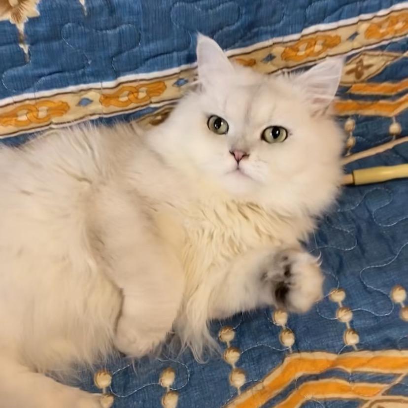 5000元寻猫，帮忙转发