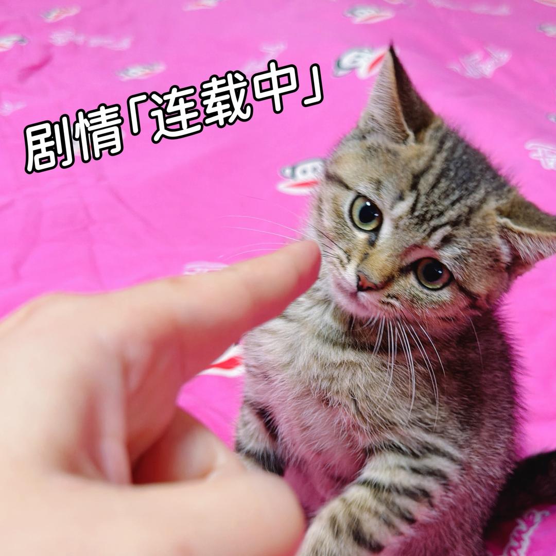 会飞的猫