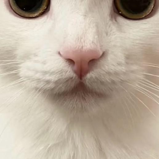 我是头猪（无畏成行）