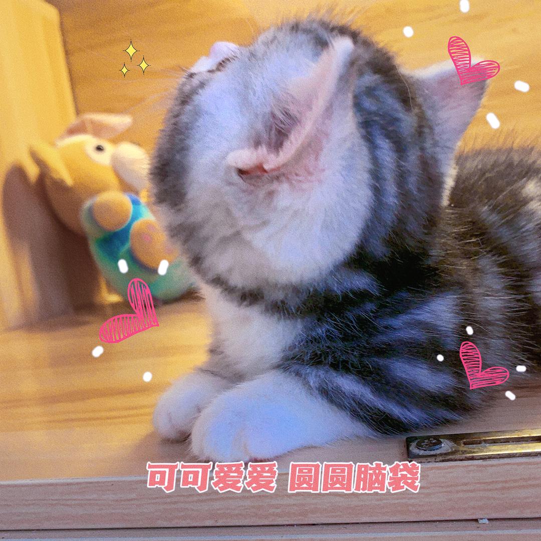 猫肥家润