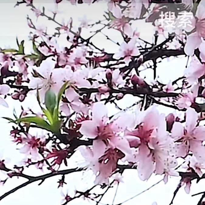 黄姐优选178