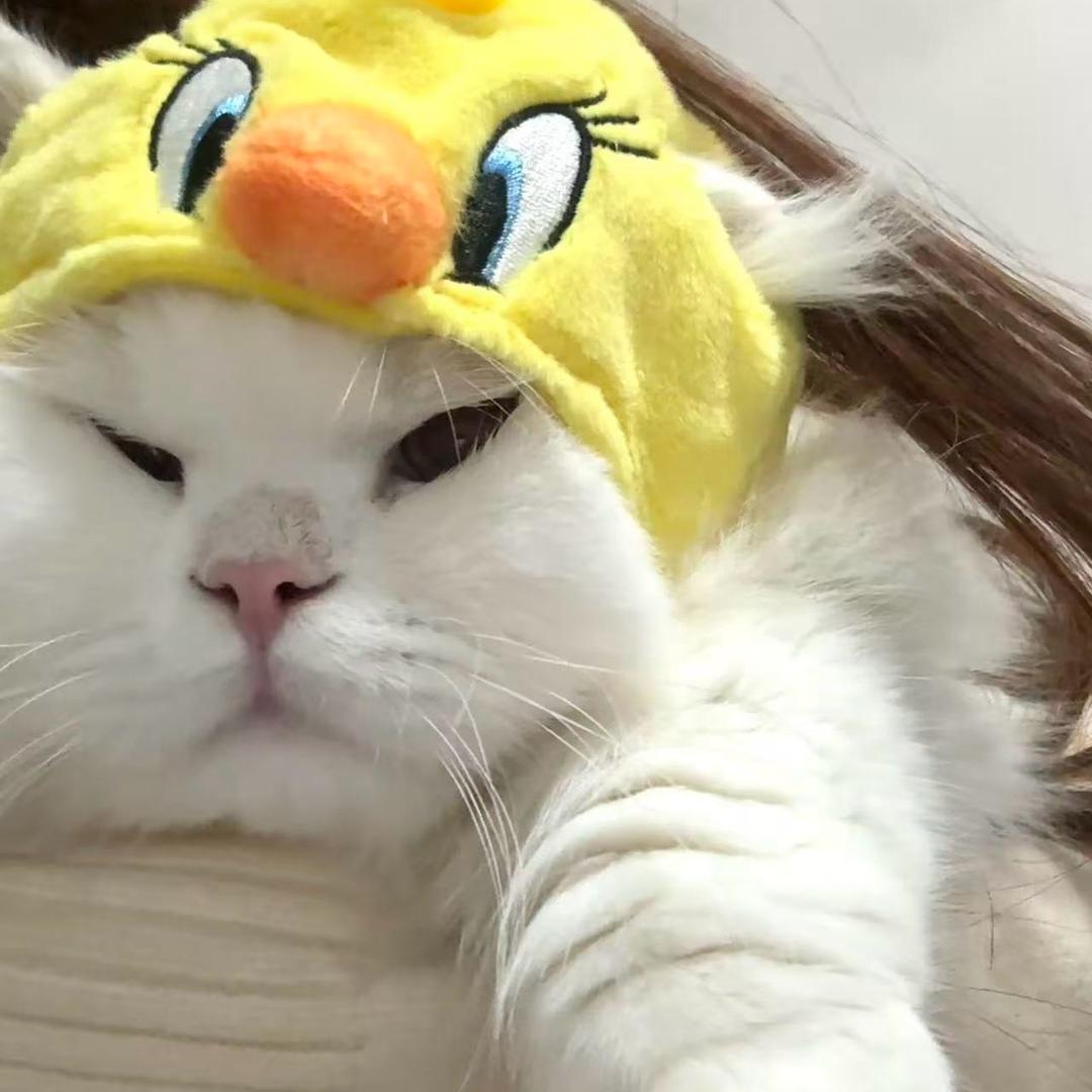 POP宠物