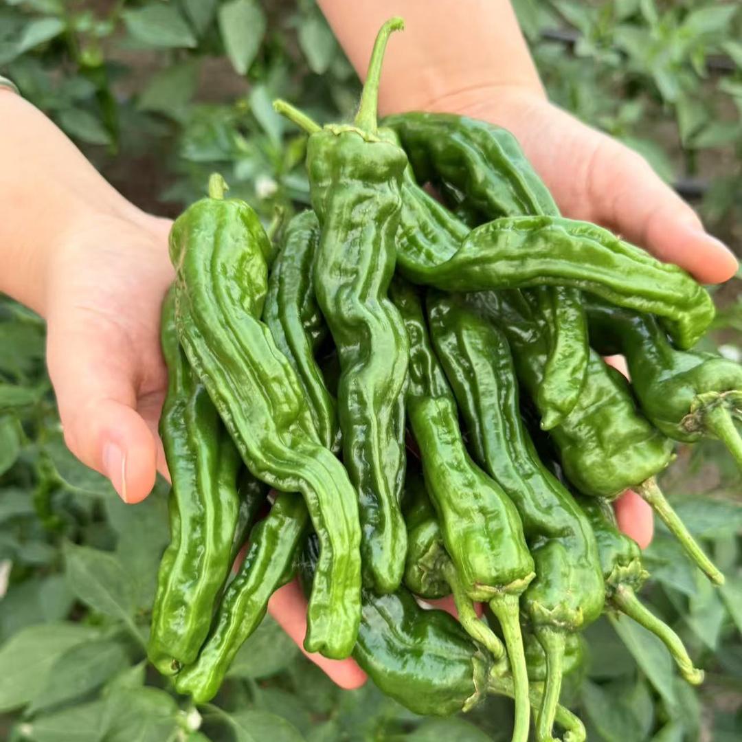 壹鲜百顺蔬菜店