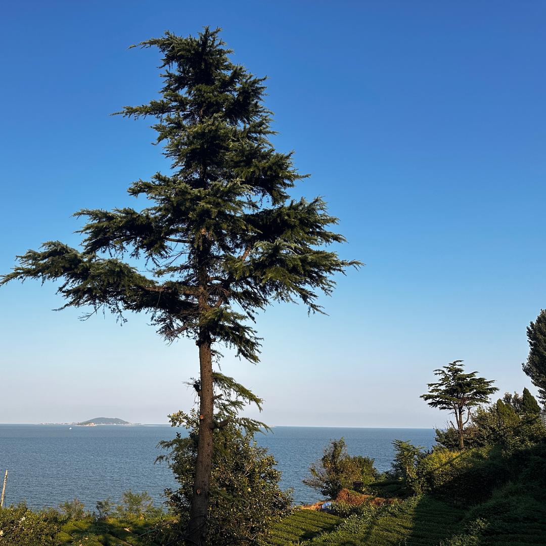 海边🏝️自由的风