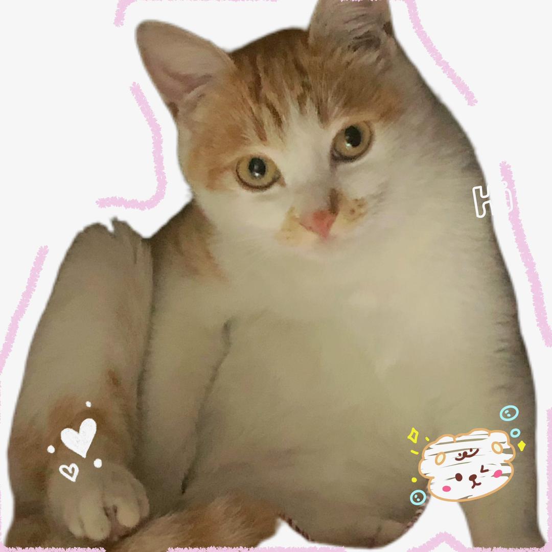 橘白大宝儿爱干饭（不要连赞！）