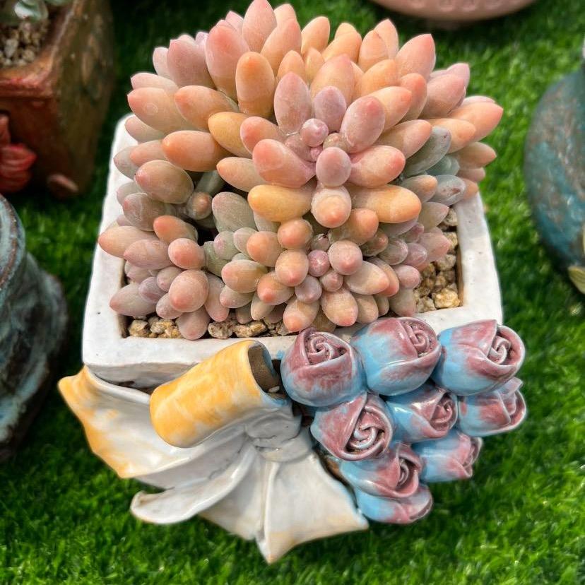 紫月花房