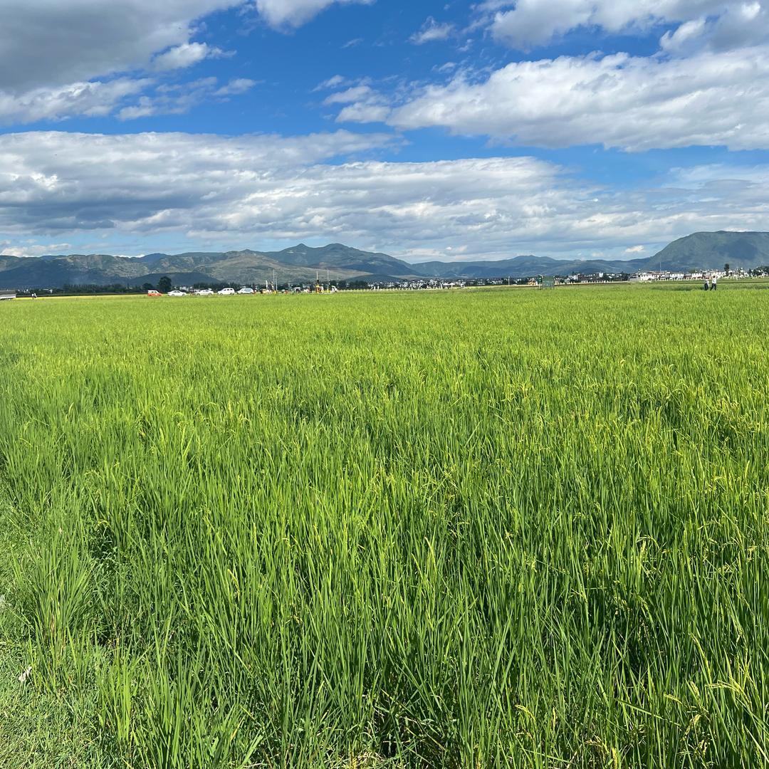 团崽爱流小鼻涕