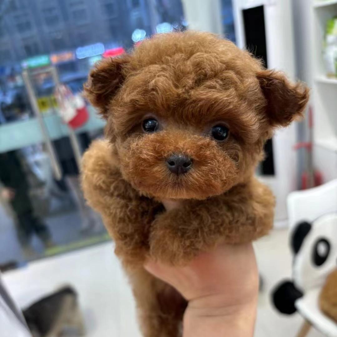 苛柯溪哩嗒暧卿钴誓