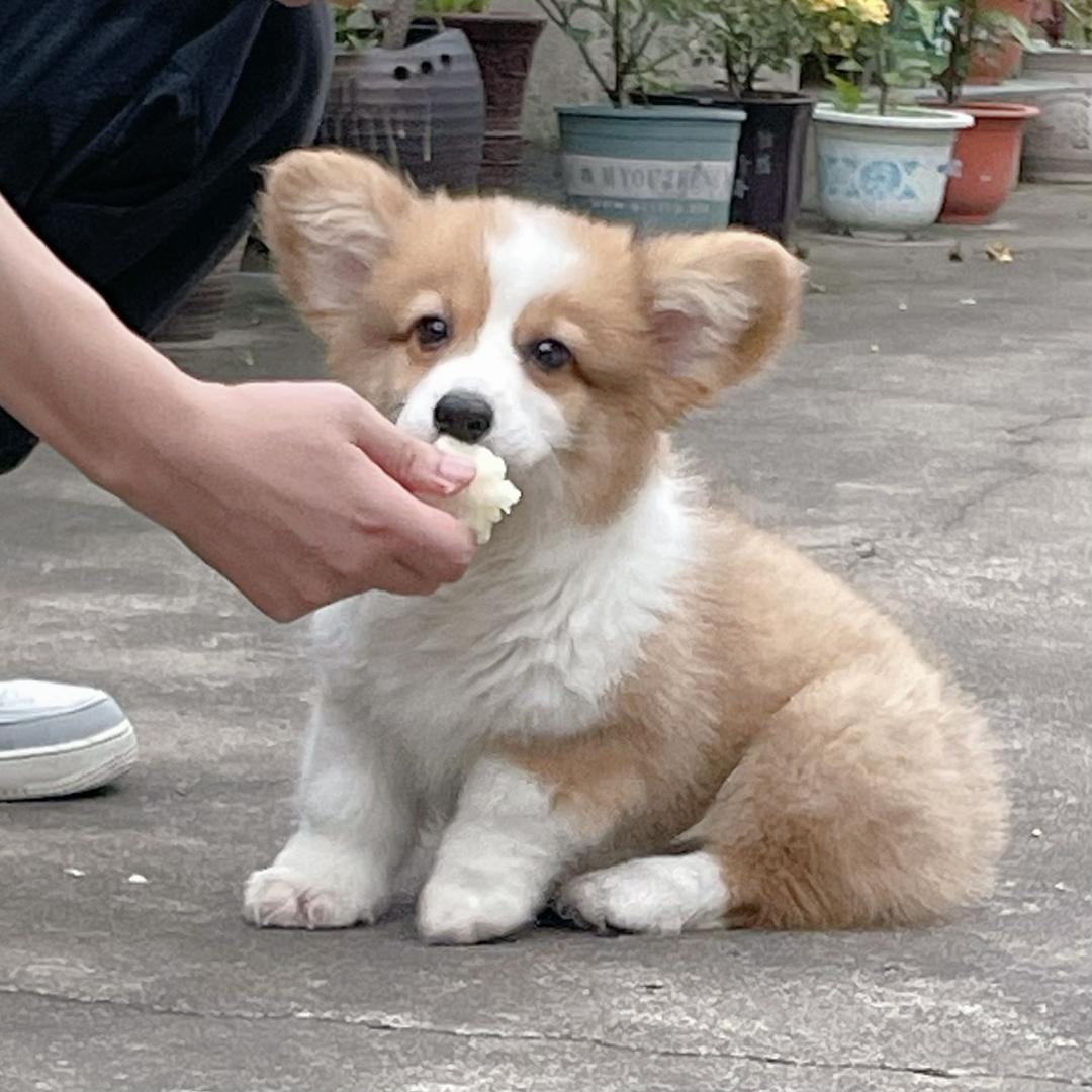 臭臭是只小柯基