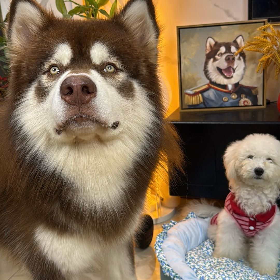 希咖妃猫狗双全