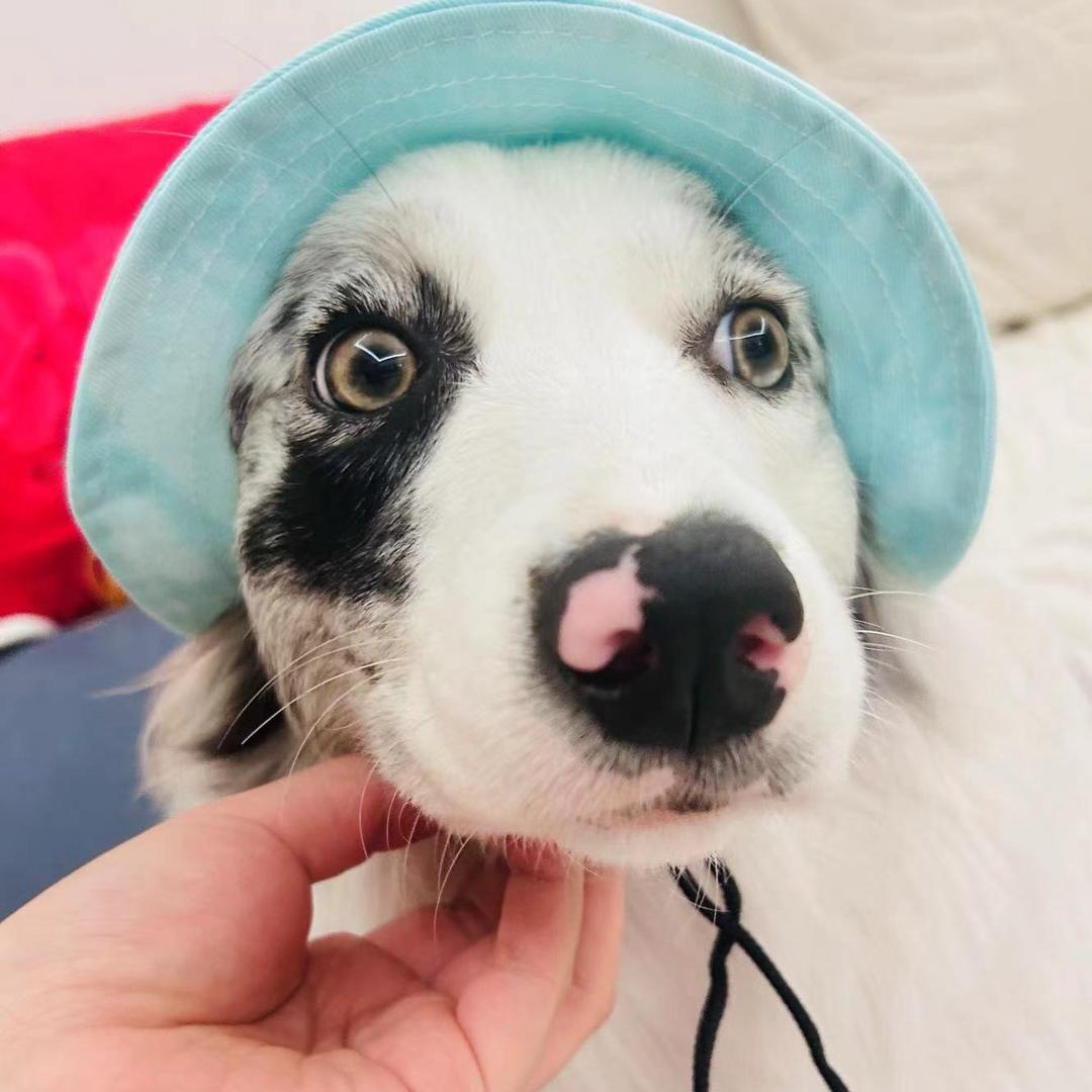 昼赏微云夜观星