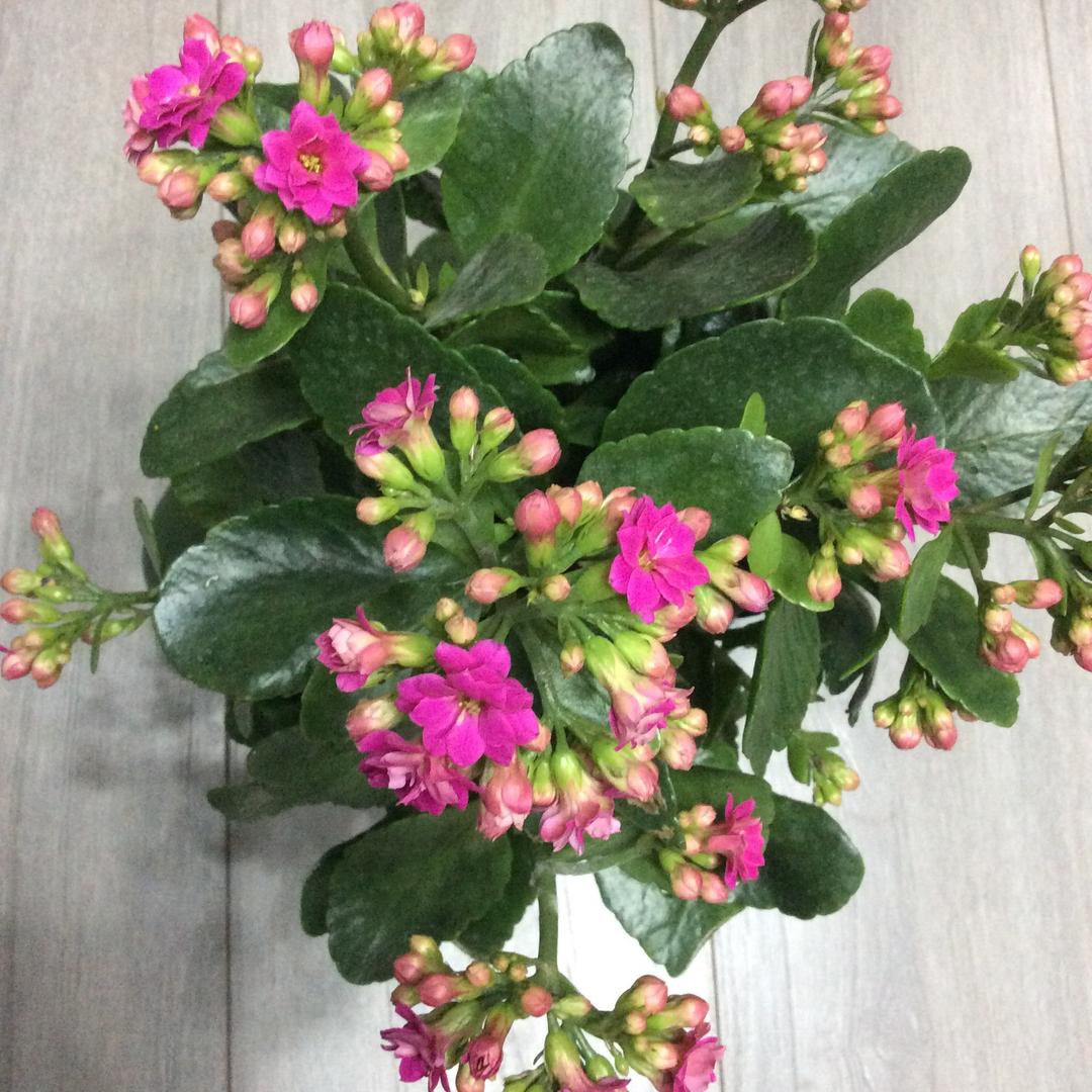 憨豆