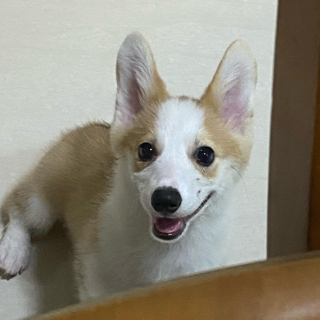 溜达猪