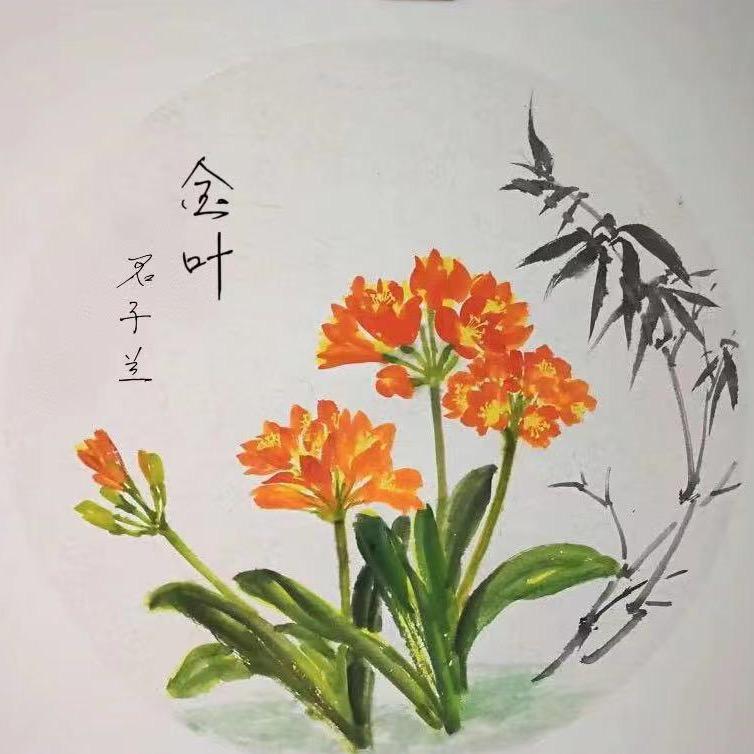 金叶君子兰