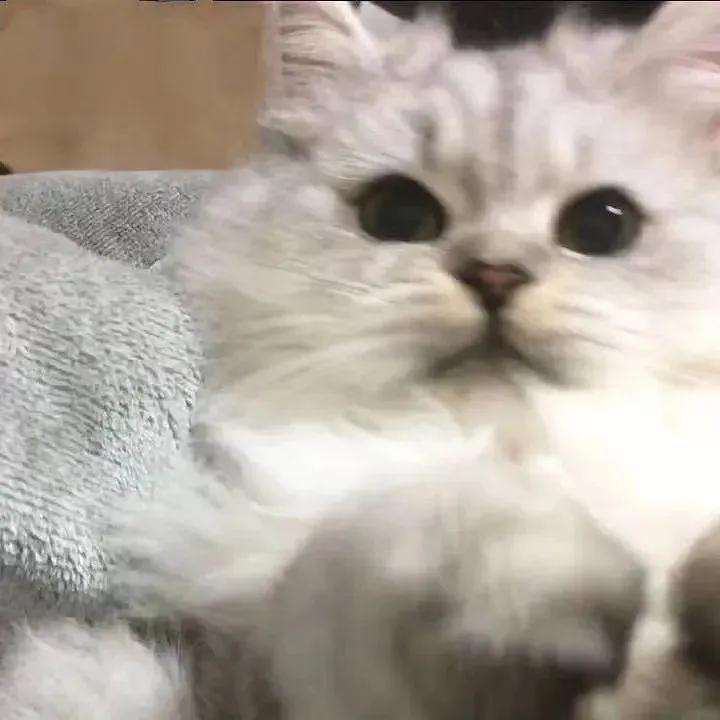 吃完这顿就减肥