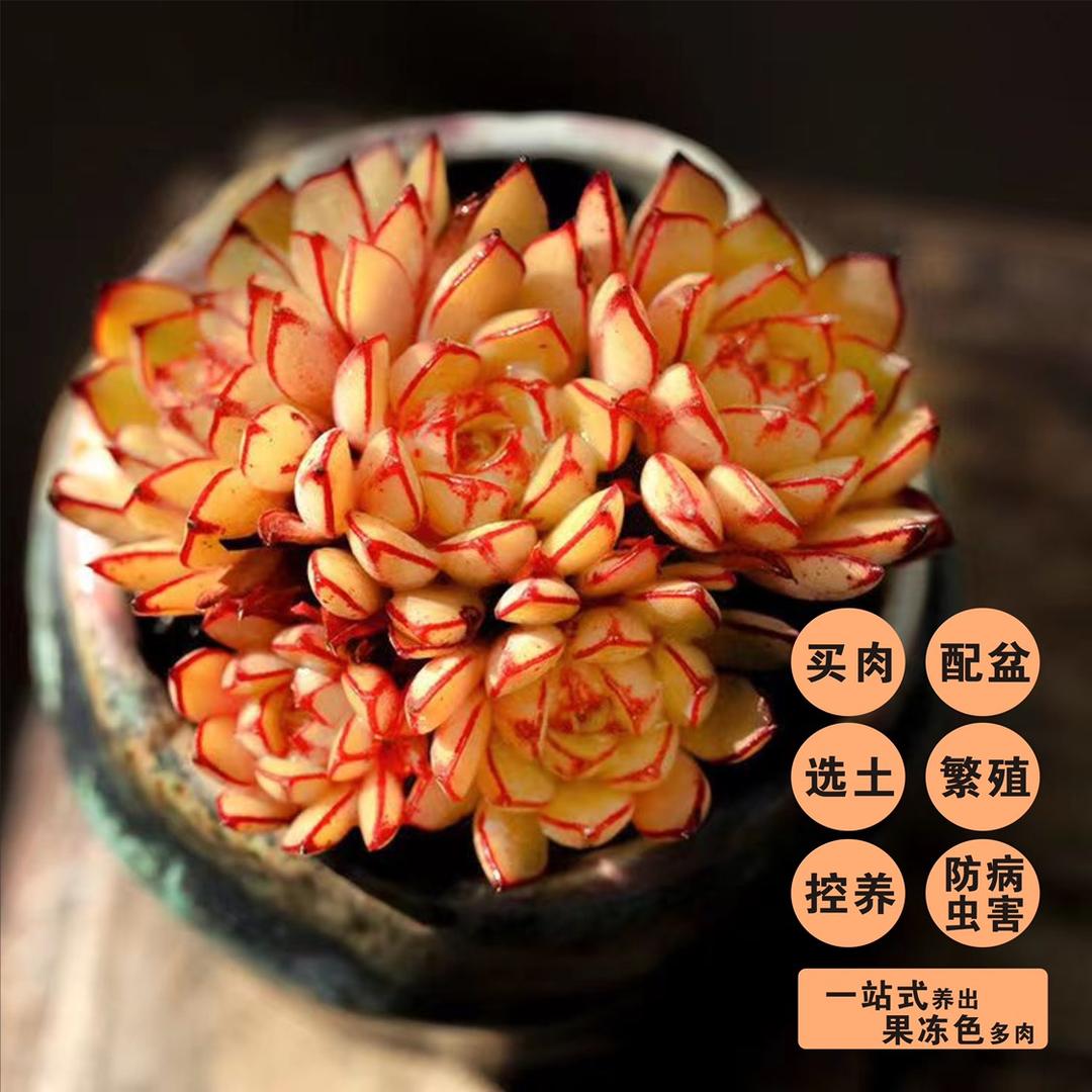 顾老师多肉课堂