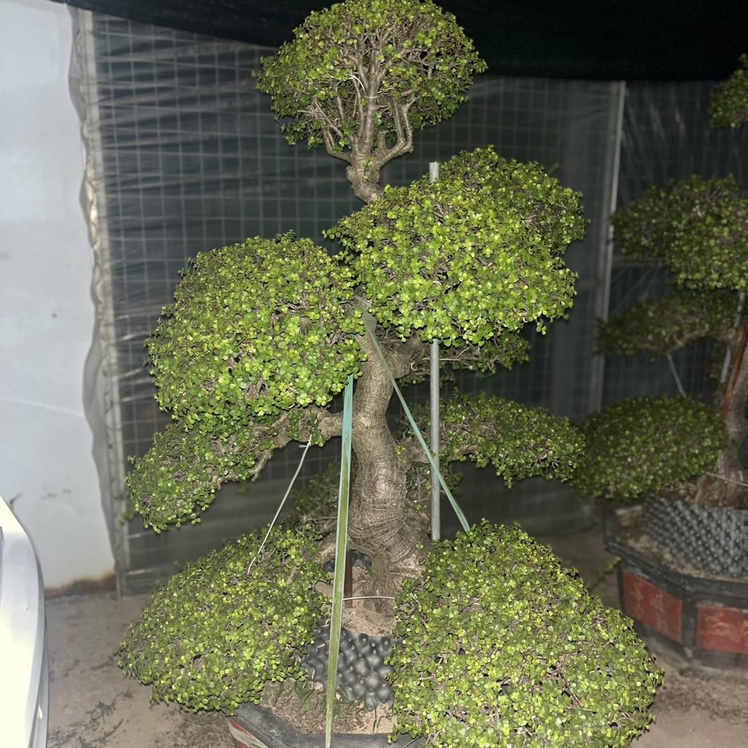 金枝玉叶盆景老桩